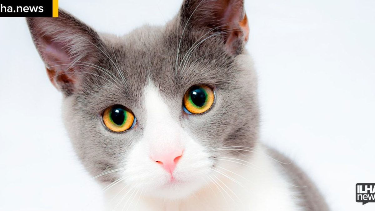 ilhanews toca dos gatos promove bazar beneficente ilha solteira