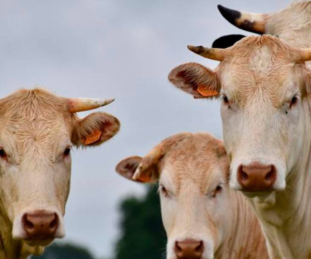 ilhanews-unesp-parceria-marfrig-bem-estar-animal-jaboticabal-ilha-solteira