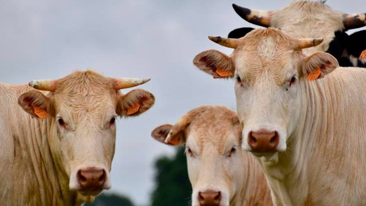 ilhanews-unesp-parceria-marfrig-bem-estar-animal-jaboticabal-ilha-solteira