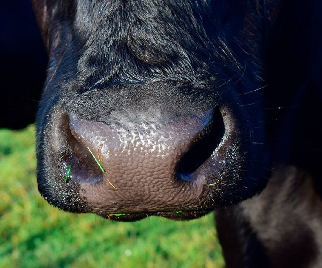 ilhanews vaca leiteira de 600 quilos é furtada de assentamento em ilha solteira