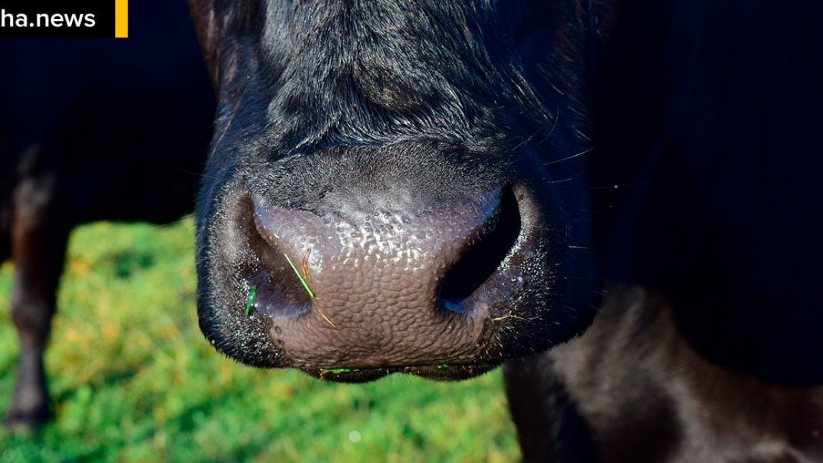 ilhanews vaca leiteira de 600 quilos é furtada de assentamento em ilha solteira