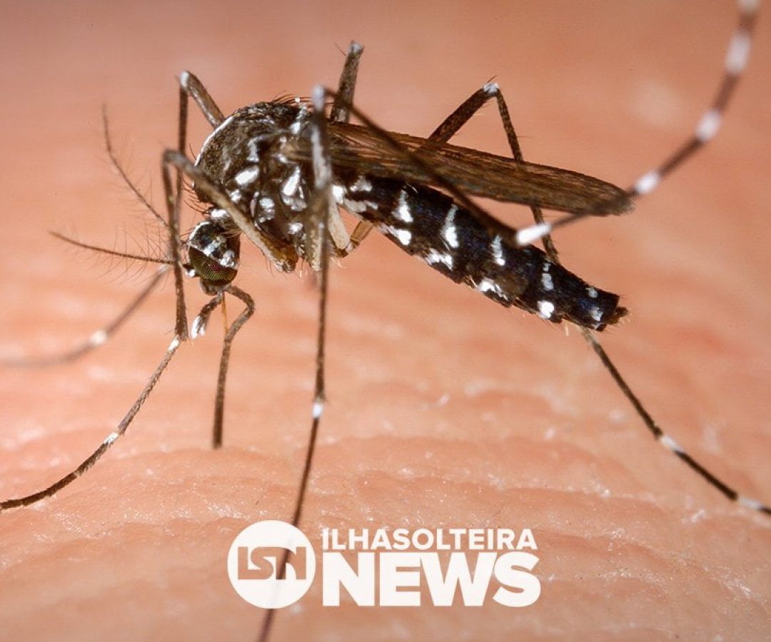 mosquito-aedes-aegypti-dengue-zika-chicungunya-ilha-solteira-news