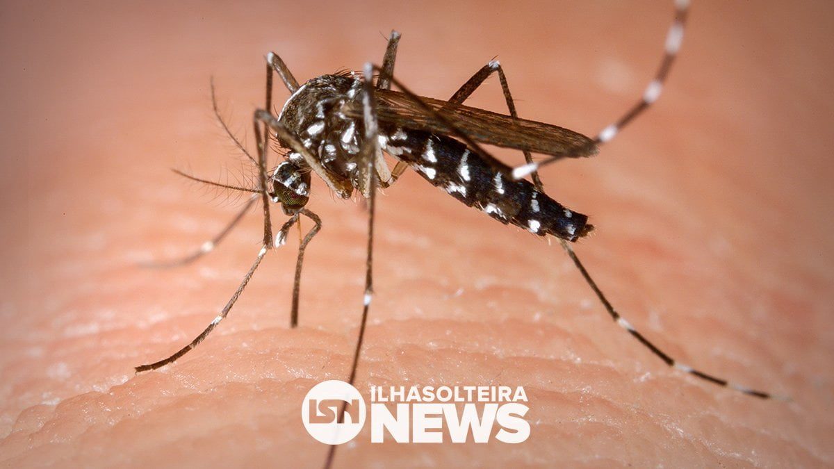 mosquito-aedes-aegypti-dengue-zika-chicungunya-ilha-solteira-news