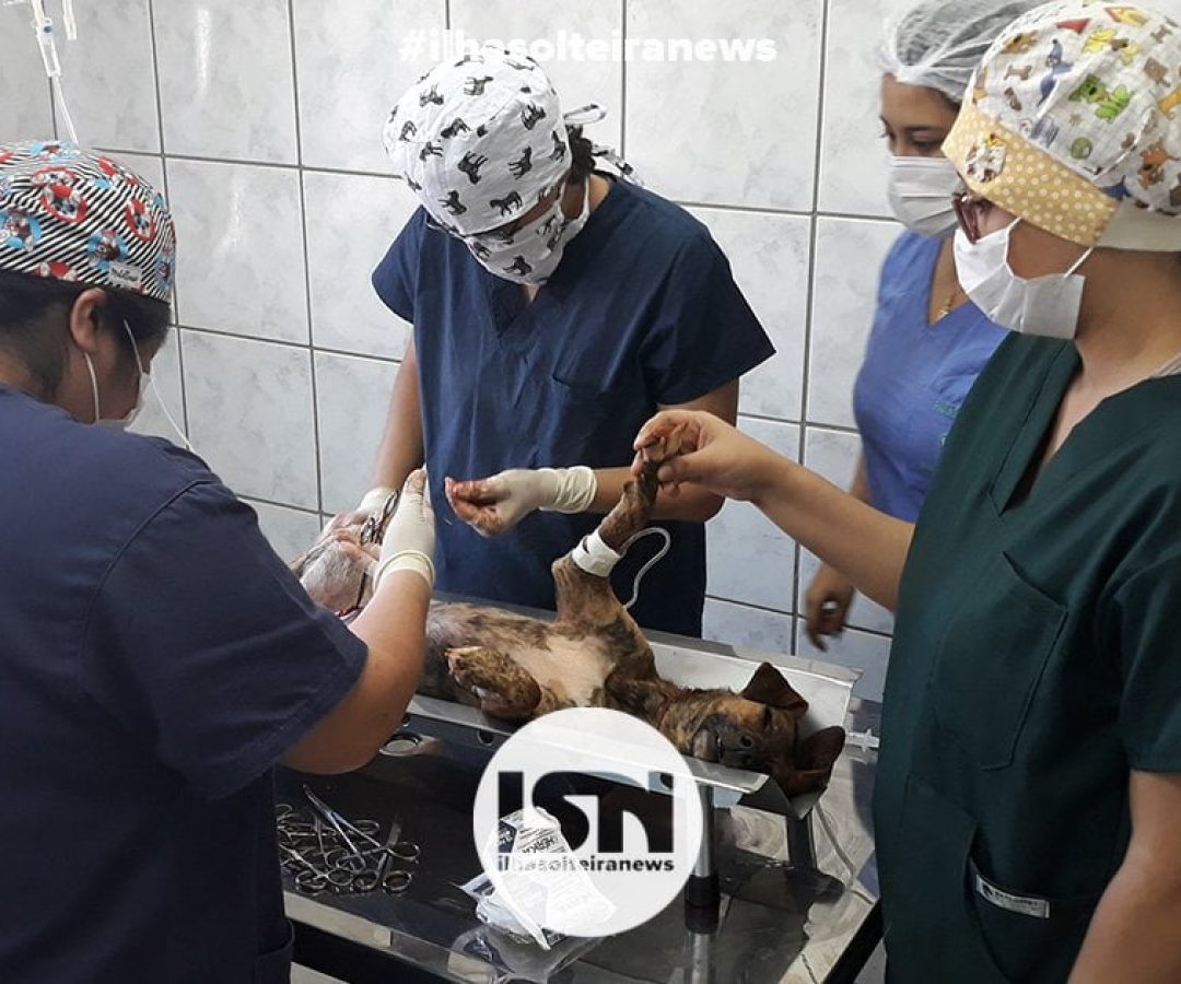 novo-mutirao-de-castracao-ccz-ilha-solteira-news
