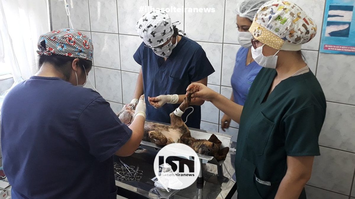 novo-mutirao-de-castracao-ccz-ilha-solteira-news