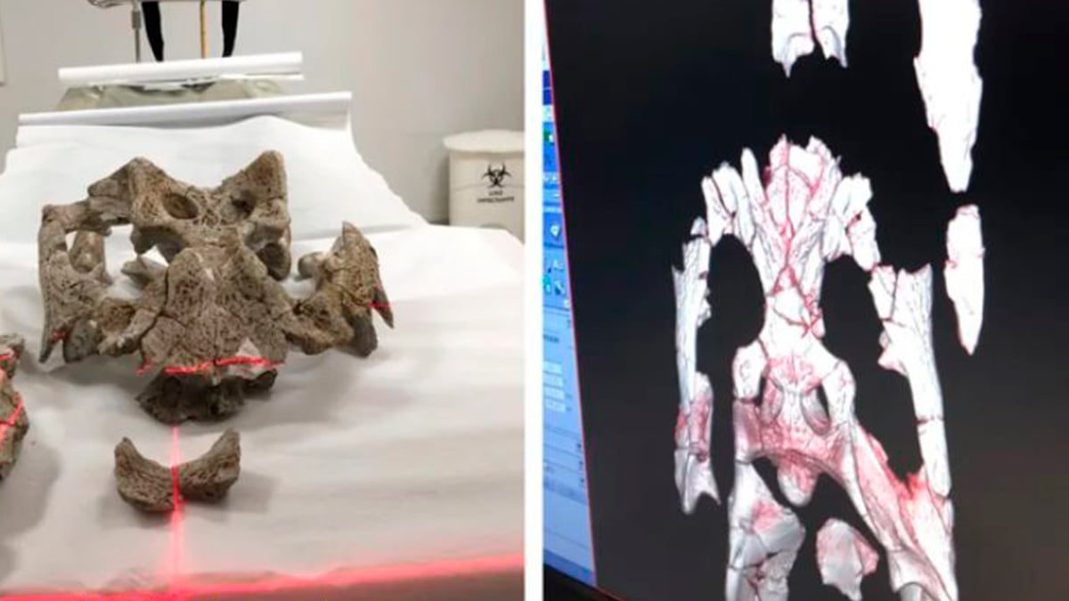 pesquisador-unesp-ilha-solteira-tomografia-fosseis-jacares-ufac-ilha-news