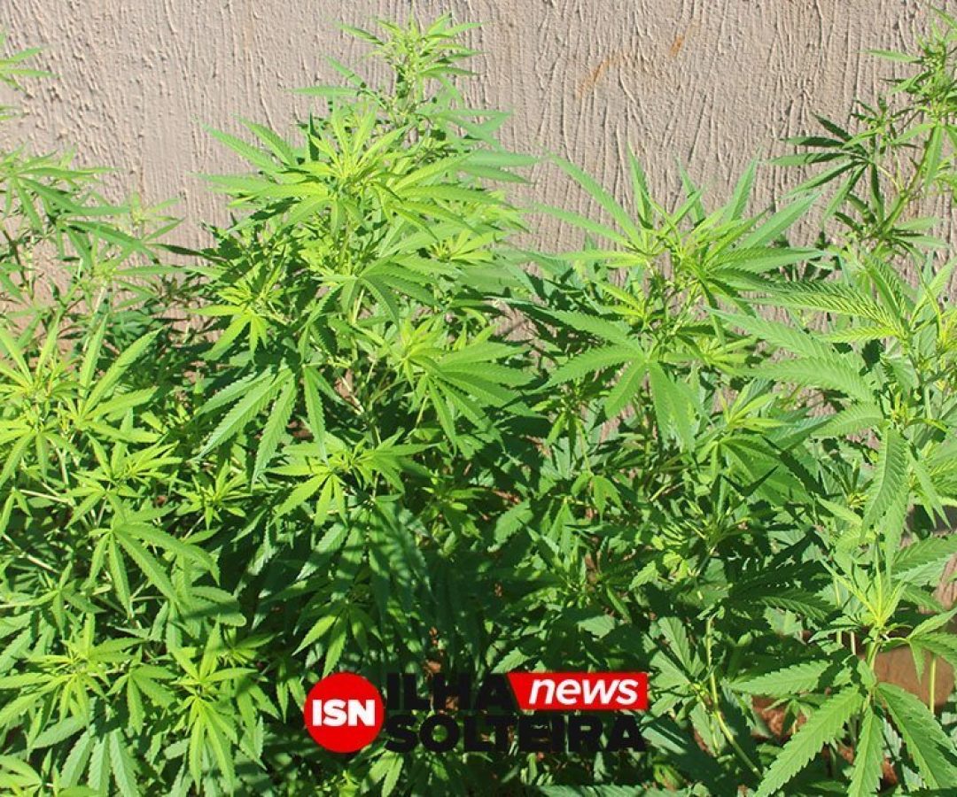 plantio-maconha-bairro-ipe-ilha-solteira-news