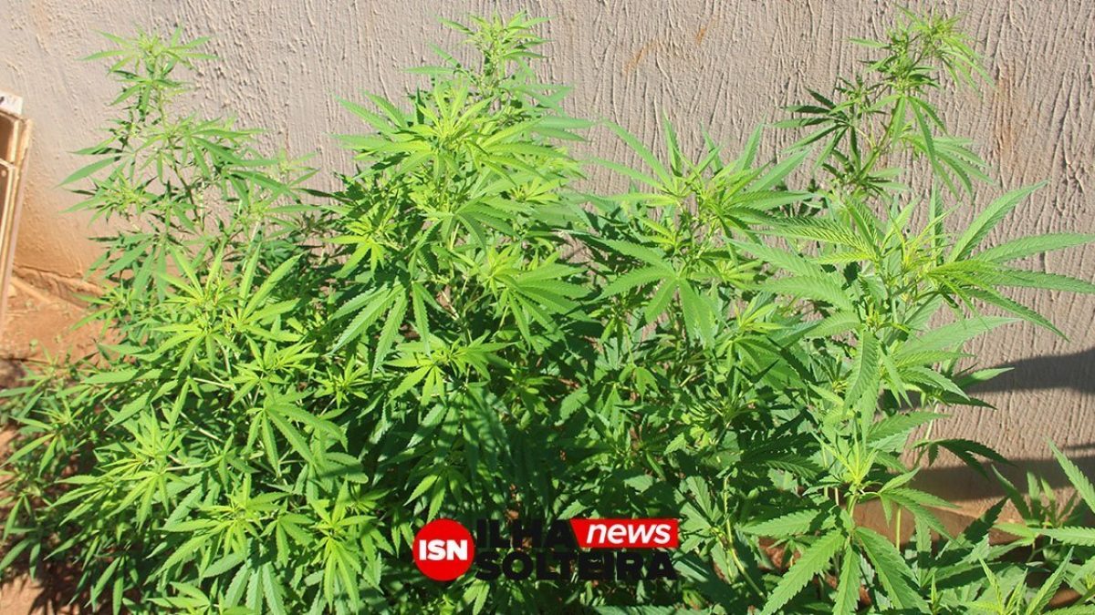 plantio-maconha-bairro-ipe-ilha-solteira-news