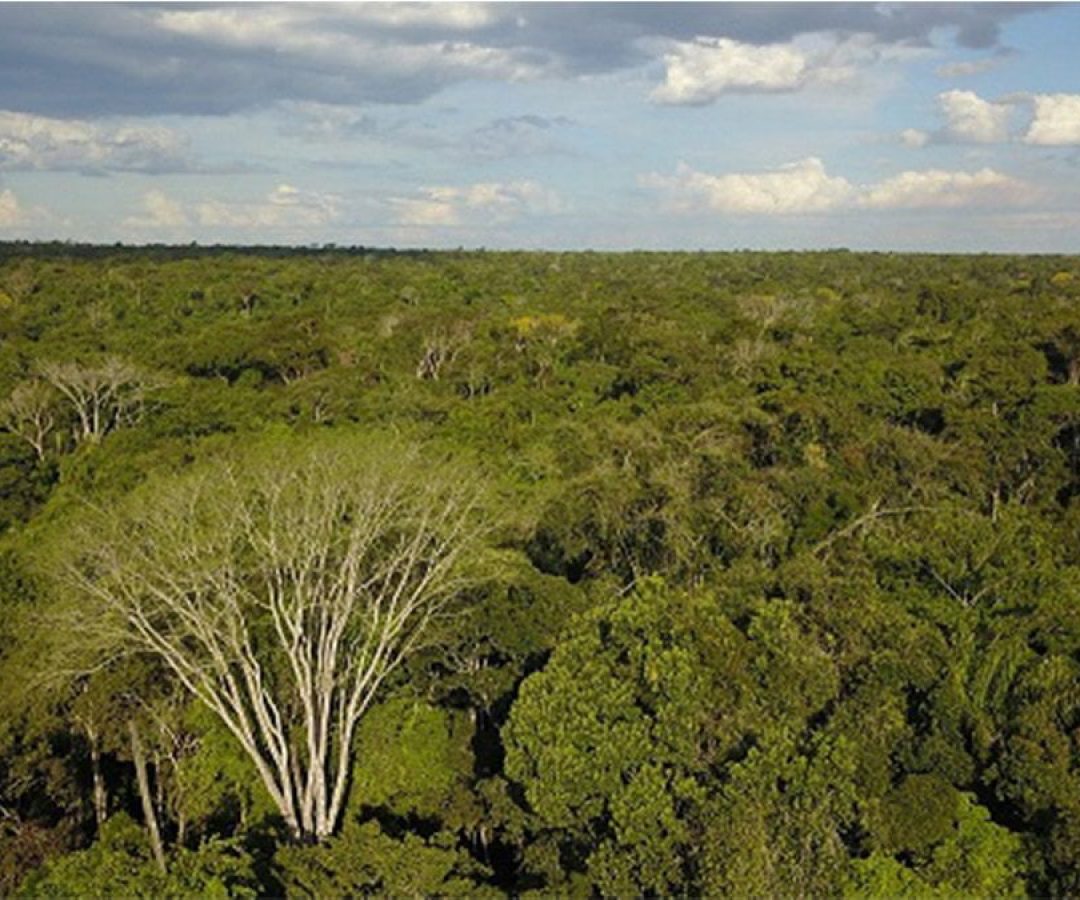 projeto-parceria-unesp-identifica-madeira-desmatamento-ilha-solteira-ilhanews