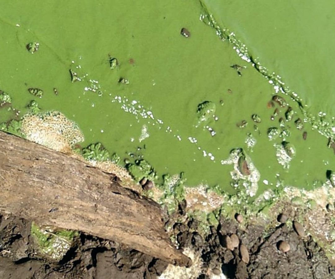 rios-parana-sao-jose-dos-dourados-ficam-verdes-microalgas-ilha-solteira-ilhanews