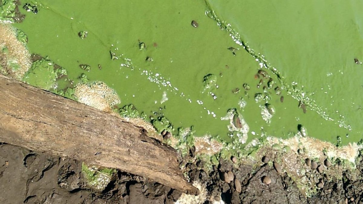 rios-parana-sao-jose-dos-dourados-ficam-verdes-microalgas-ilha-solteira-ilhanews