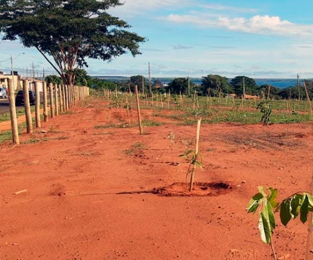 site-ilha-news-revitalizacao-reflorestamento-bairro-morada-do-sol-ilha-solteira