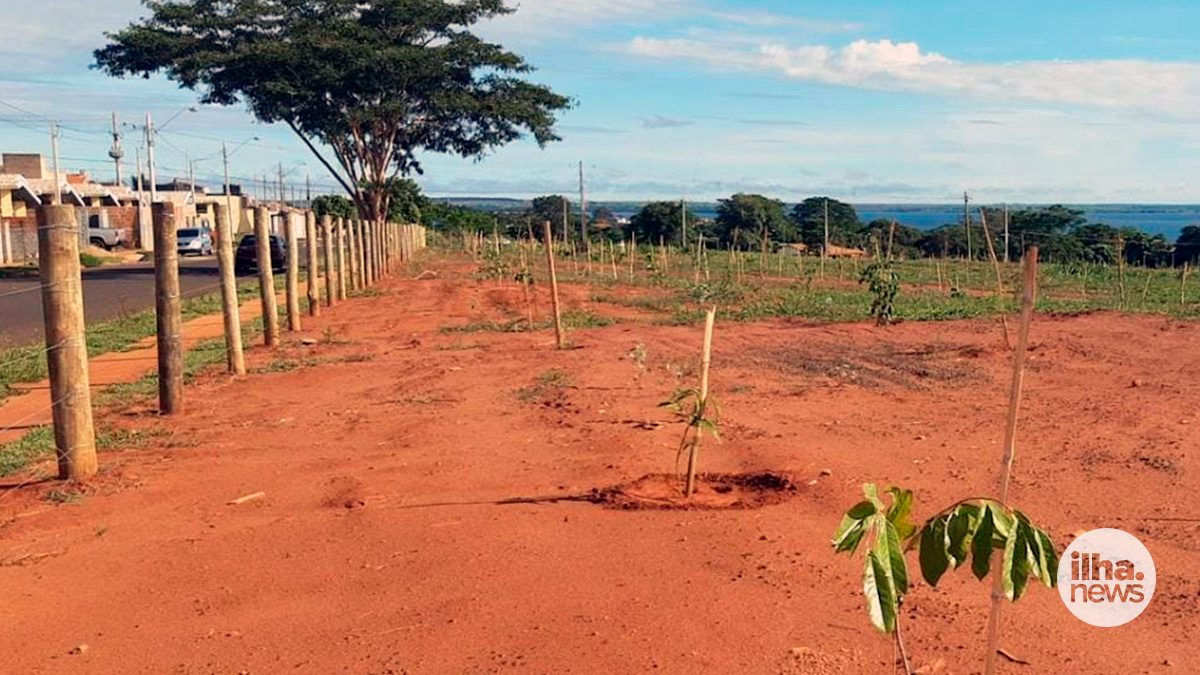 site-ilha-news-revitalizacao-reflorestamento-bairro-morada-do-sol-ilha-solteira