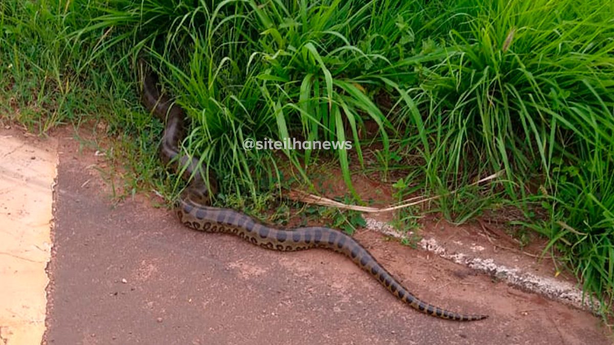 sucuri-corpo-de-bombeiros-assentamento-ilha-solteira-news