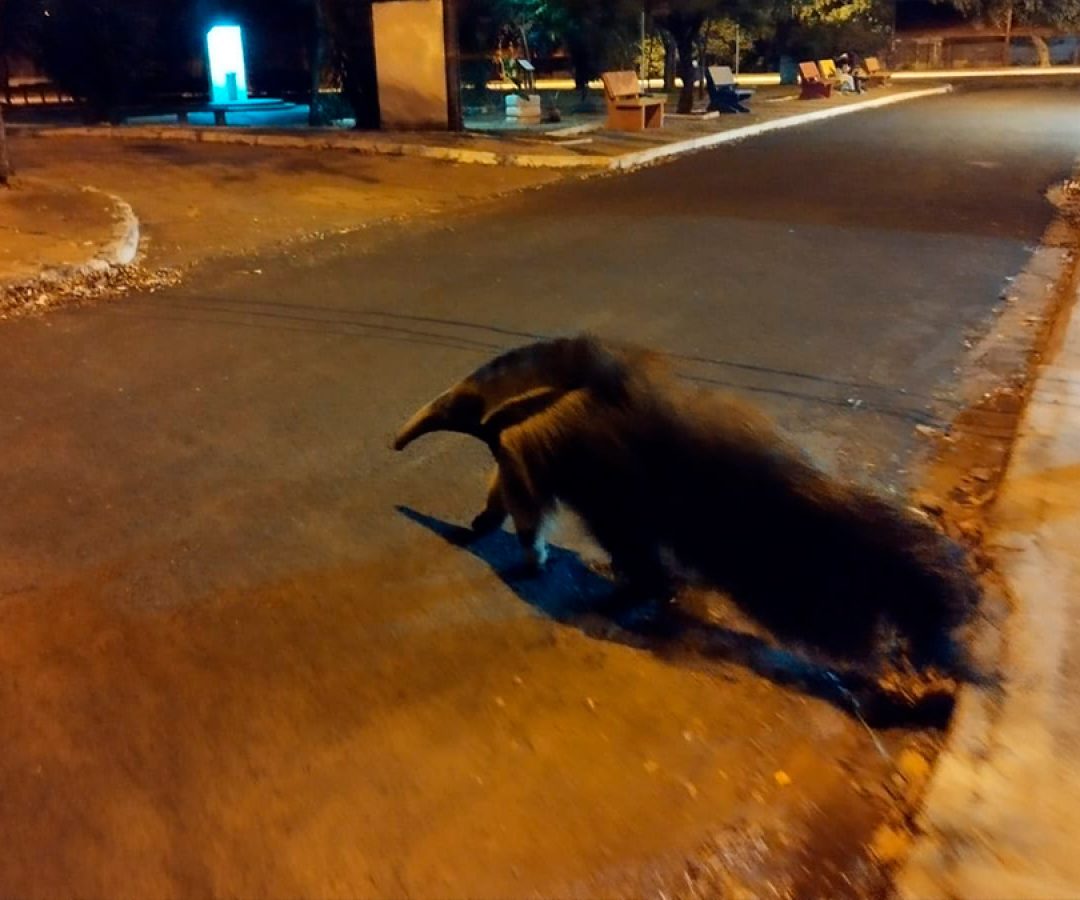 tamandua-bandeira-ilha-solteira-news