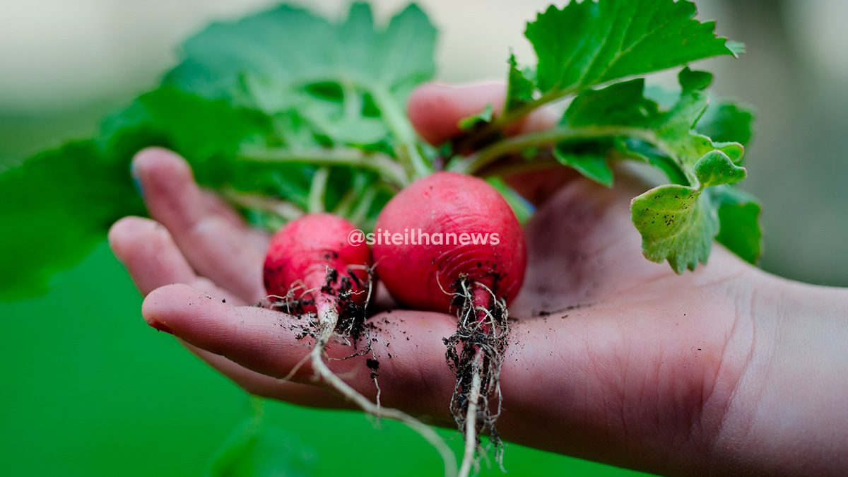 unati cursos rápidos voluntariado unesp ilha solteira