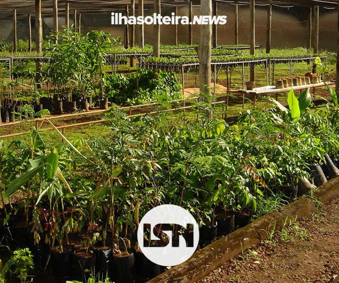 viveiro-de-mudas-concessao-ilha-solteira-news