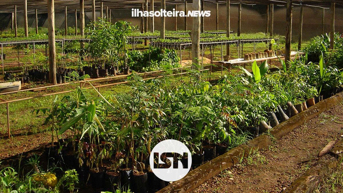 viveiro-de-mudas-concessao-ilha-solteira-news