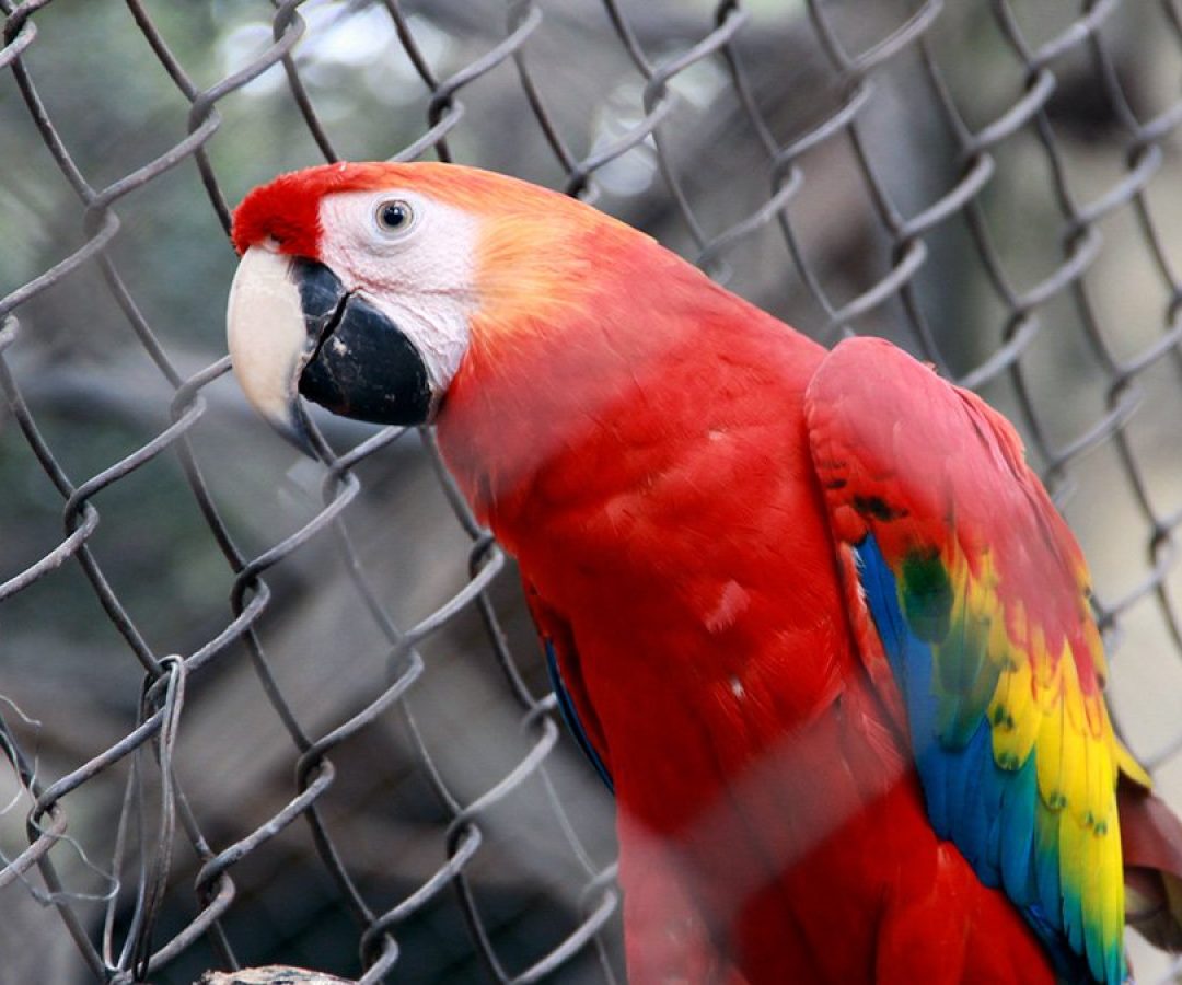 zoologico-ilha-solteira-ctg-brasil